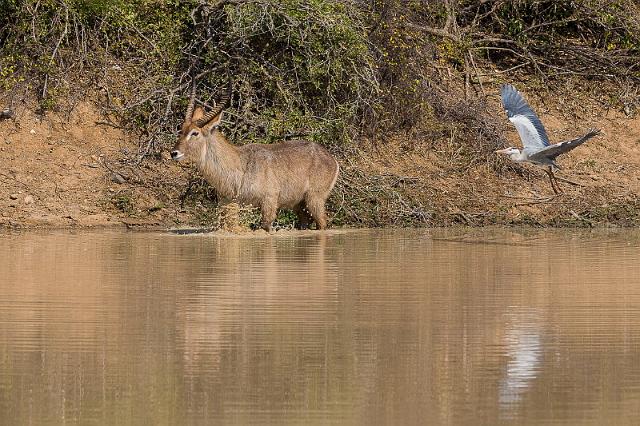 089 Zuid-Afrika, waterbok en blauwe reiger.jpg